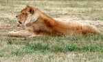 Lion2
