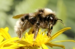 abeille 03 BIS WEB
