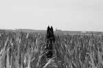 IMG_0375b