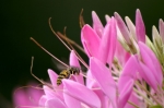 Abeille