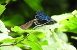 Libellule bleue