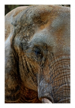 Elephant 1