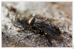 Mouche 1