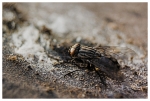 Mouche 2