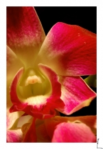 Orchidae 1