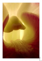 Orchidae 2