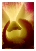 Orchidae 3