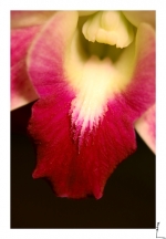Orchidae 4