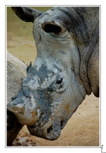 Rhino 4