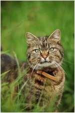 chat4-2