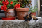 chat4-5