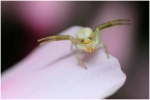 macro4-27