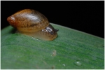 macro4-28