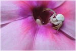 macro4-30
