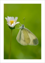 macro8-1