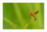 macro8-4