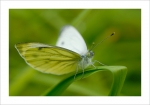 macro8-6