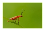 macro8-7