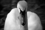 Cygne2