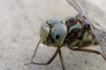 Libellule