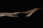 Ondulations