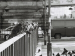 Pigeons