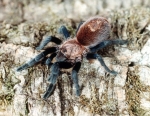 Bonnetina rudloffi