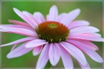 fleurforum[1]