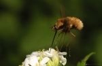 bombyle