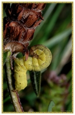 chenille12