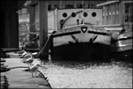 A-quai