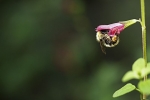 Abeille-07-08-04