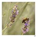 Abeille-1