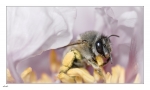 Abeille