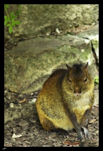 Agouti