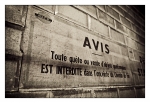 Avis