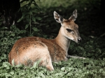 Bambi