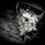 Bestiaire5
