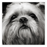 Big-little-dog1