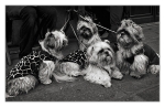 Big-little-dog3