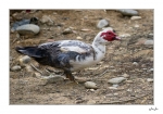 Canard-de-Barbarie