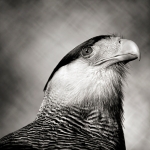 Caracara