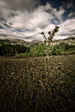 Chardons-bas-alpins600