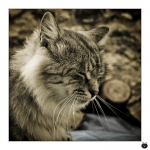 Chat-04-1