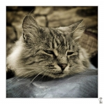 Chat-04-2