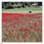 Cheval-coquelicot