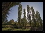 Contre-jour-champetre