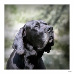 Copain