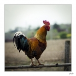 Coq1