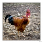 Coq2